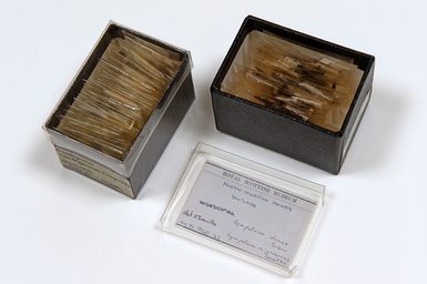 Open boxes holding entomology specimens.